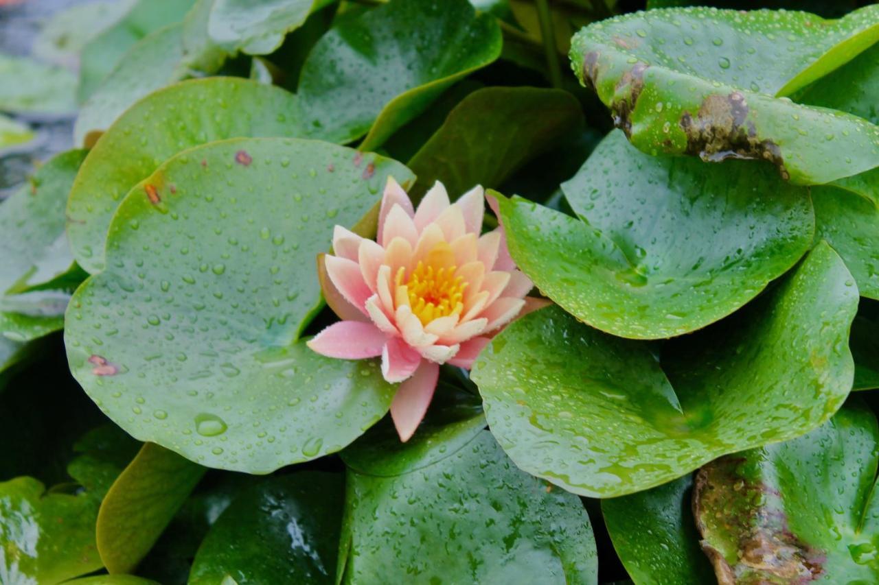 Lotus Farms Resort, Mahableshwar Mahābaleshwar Εξωτερικό φωτογραφία